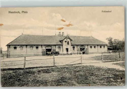 Haßloch 1918 Fohlenhof Pferde