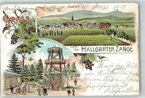65375 W6227 Hallgarten , Rheingau 1903 Lithographie Gruss von der Hallgarten Zange Aussichtsturm Kirche Reben