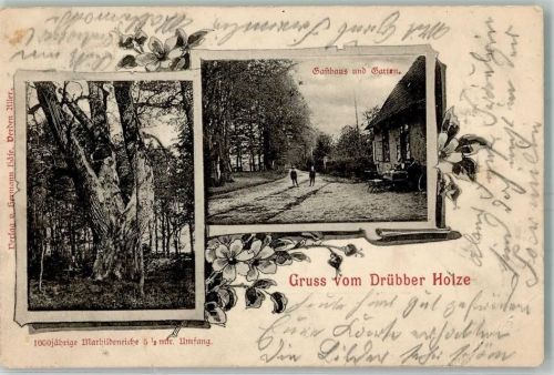 27313 W2817 Dörverden 1899 - Drübber Holz 1000 jähr. Marhildeneiche Gasthaus Bahnpost Hannover