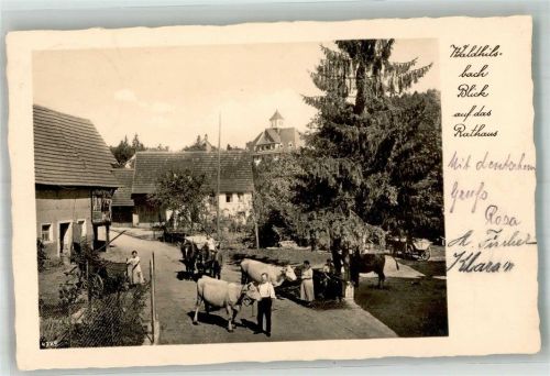 Waldhilsbach Rathaus Pferdefuhrwerk Rinder