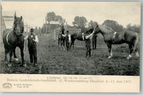 Düsseldorf 1907 21. Wanderaustellung Landwirtschaft Pferd Schleswiger