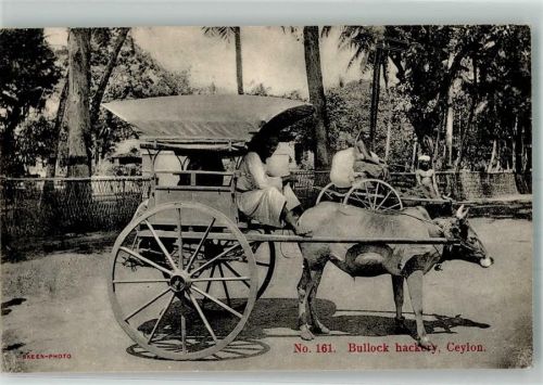 Colombo 1915 Foto AK Ochsenkarren Tracht