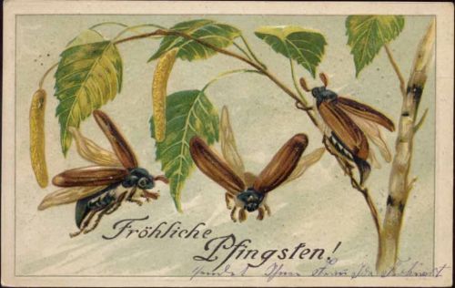 1907 -Fröhliche Pfingsten-, Maikäfer, Birke
