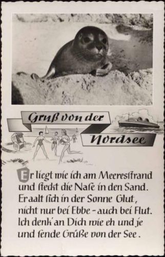 um 1950/60 Gruß von der Nordsee, Seehund, Spruch, Dampfer,Schöning & Co AKU1