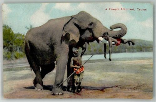 Elefant Tracht