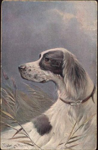 1907 Schwarz-weißer Hund, Rasse(), Künstler-AK, black-white dog, race(), artist-card,sign. A. Müller. München