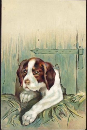 um 1910 Hund, Rasse