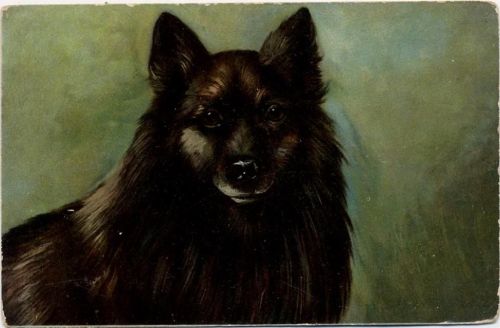 1907 Rassehund, Hund,Weltpostverein
