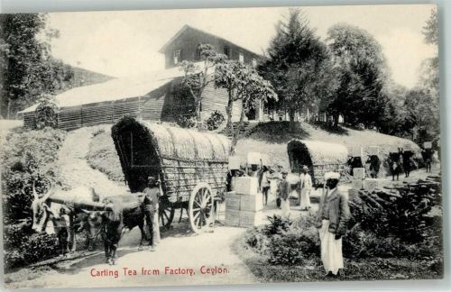 Carting Tee aus der Fabrik