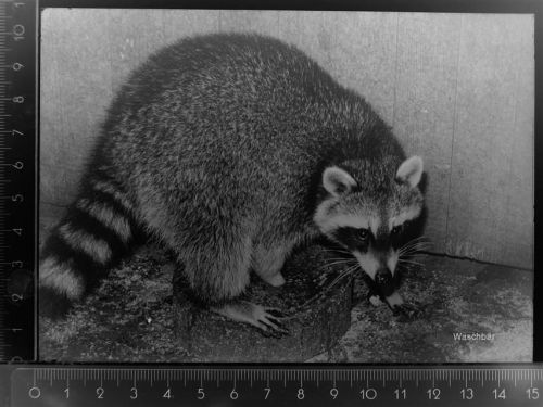 Springe Waschbär