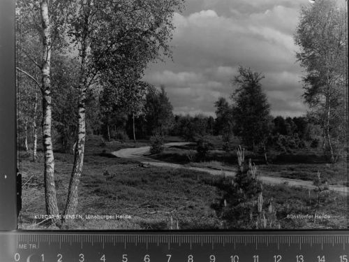 29549 W3118 Bad Bevensen GLASNEGATIV Bünstorfer Heide
