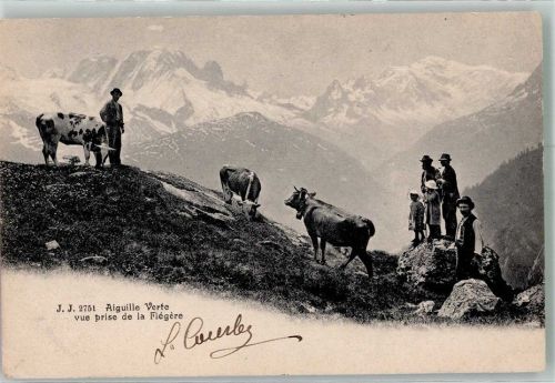 Chamonix-Mont-Blanc 1905 Weidende Rinder am Aiguille Verte