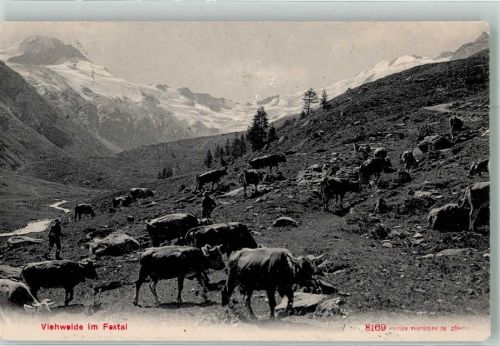 1909 Viehweide im Fextal Hirte