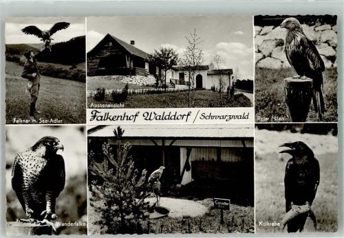 Walddorf Falkenhof Walddorf Seeadler Wanderfalke Kolkrabe Roter Milan