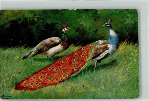 1919 Pfauen