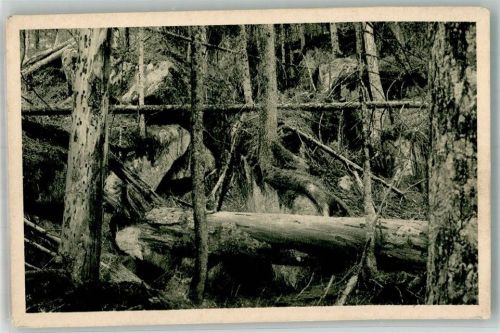 Haidmühle Urwald Steinberg
