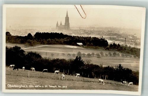 Oberberghof Kühe