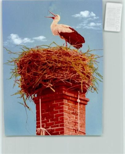 St. Peter-Ording Storch Nest