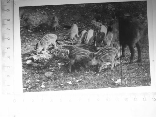 Scherfede Wildschweine