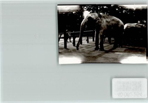 Hannover Zoo Elefanten