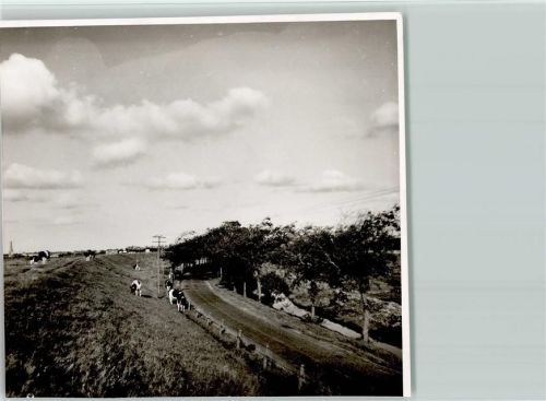 26826 W2952 Weener FOTO KEINE AK Straße am Deich