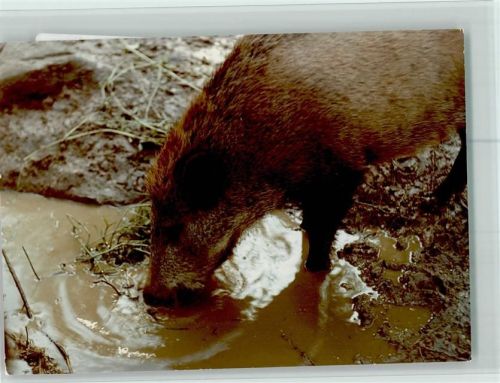 Beverungen Wildschwein trinkt