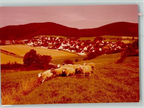 37642 W3451 Holenberg FOTO KEINE AK Ortsansicht und Schafherde