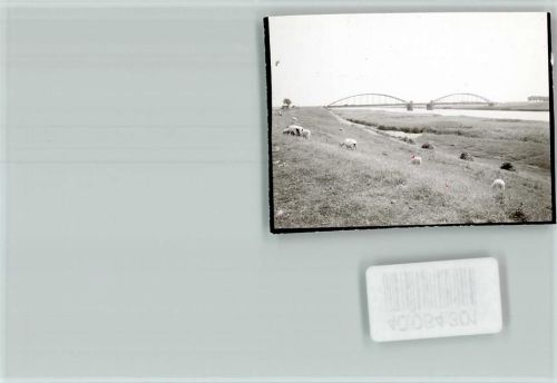 Friedrichstadt grasende Schafe Brücke
