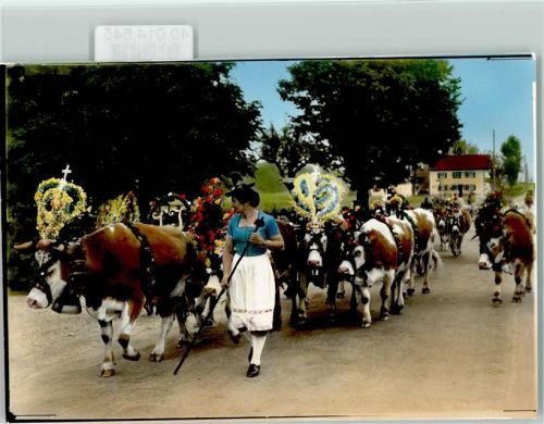 St.Georgen Almabtrieb geschmückte Kühe