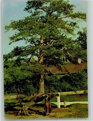 Pinienbaum AKU2