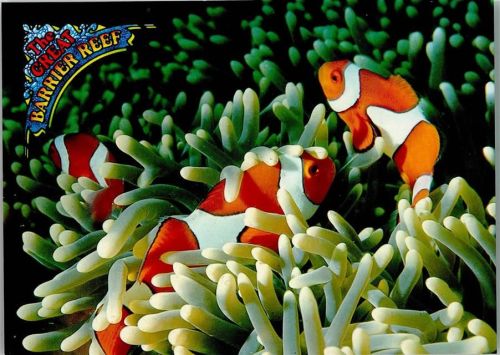 Clown Fisch und Meeres Anemone im Barrier Reef AKU2