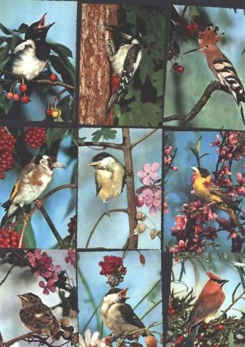 Lot mit 14 AK (2 doppelt) Vogel
