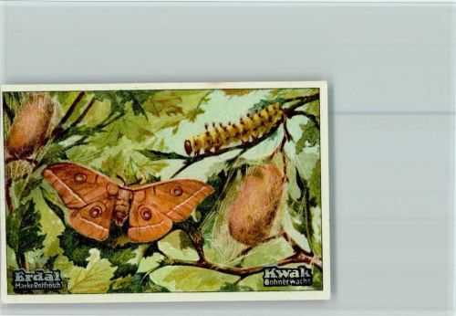 Erdal-Kwak Sammelbild Seidenspinner Tiere als Baumeister Serie 61 Bild 6