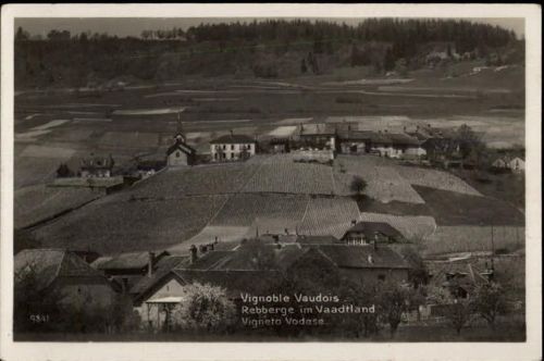 Weinberge