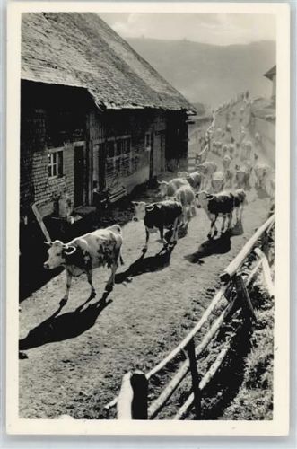Gutach Kuh