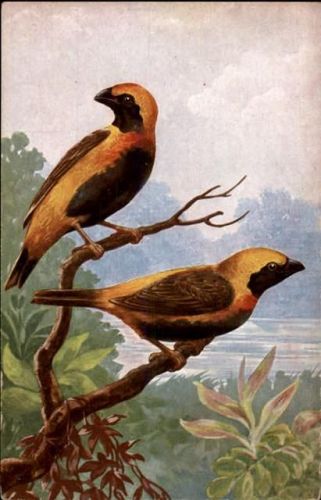 Vogel