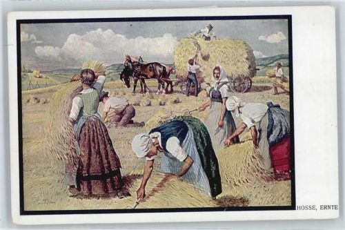 Hosse , Ernte
