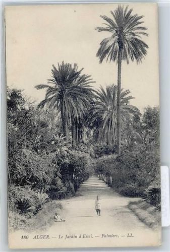Alger Palmen, Strassenansicht, Allee