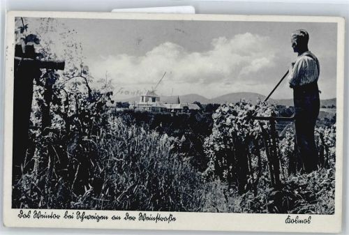 Weinernte in Schweigen