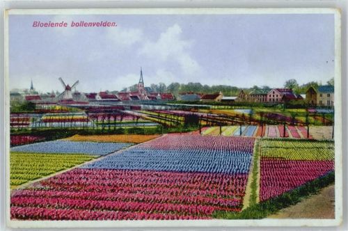 Utrecht Mühle Panorama Blumenfeld