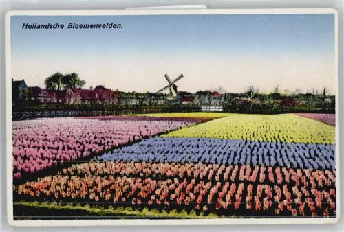 Amsterdam Bloemenvelden, Windmühle