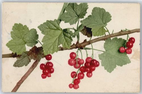 Beeren am Strauch