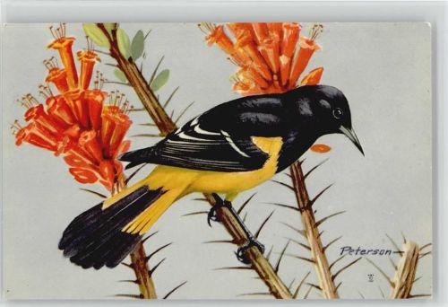 Songbird No 10 National Wildlife Fed. Washington Vogel 1957