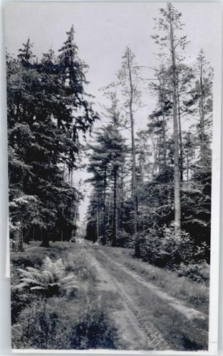 Huntlosen Foto mit Negativ