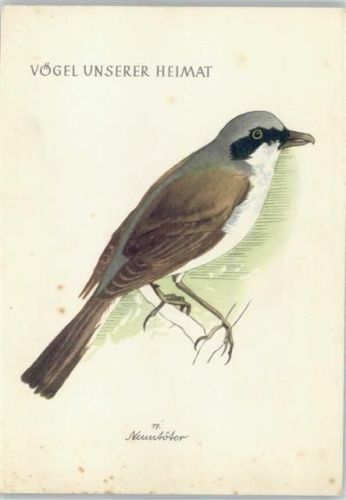 Neuntöter Vögel unserer Heimat Nr. 19 Verlag Jugendherbergswerk