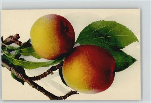 1910 - 1920 Serie Natura X 5
