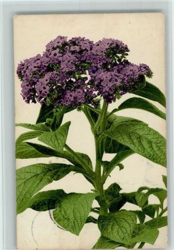 Nr. 591 - Blumen