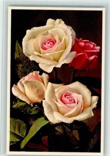 Rosen in Weiss und Pink