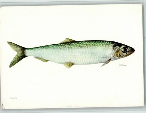 Hering