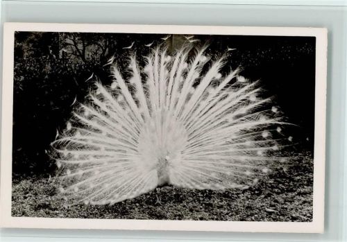 Pfau